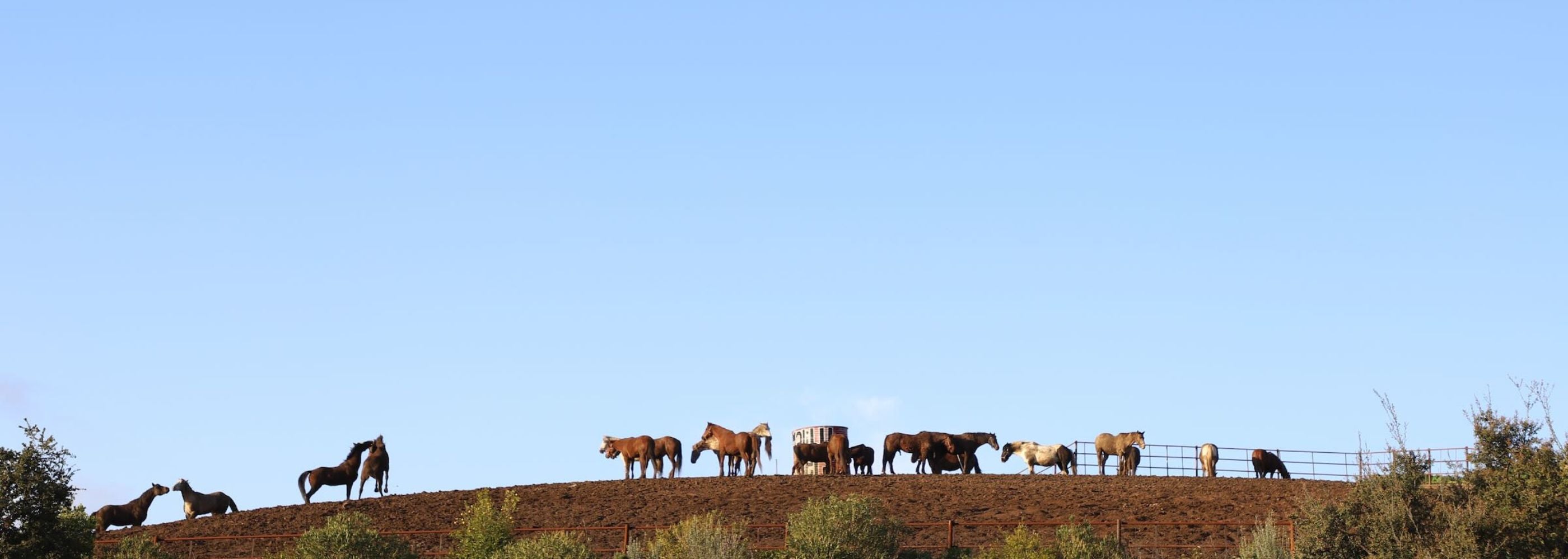 Horses on a hillside on a clear day